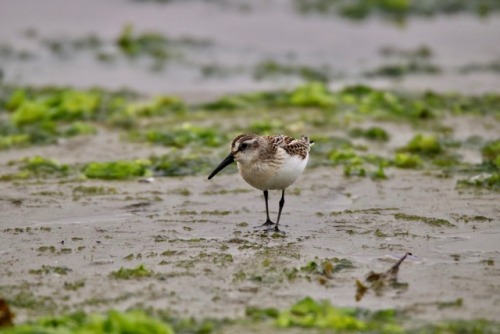 A beautiful young Western Sandpiper giving good approaches