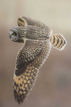 beautiful-wildlife:Short-eared Owl by © Ahn