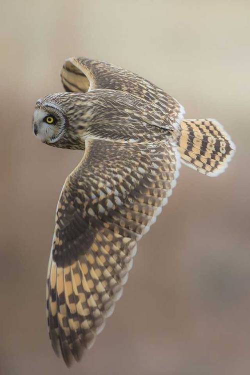 beautiful-wildlife:Short-eared Owl by © Ahn . b . k