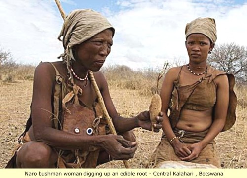 onlymychoyce:
“beautiesofafrique:
“ African ethnic group of the week: The Khoisan people (Khoikhoi and San people) found in Botswana, Nambia and South Africa
The Khoisan languages (also Khoesan or Khoesaan) are the languages of Africa that have click...