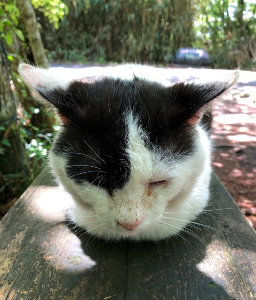 kobaltfoto: Cats of Tashirojima, Miyagi Prefecture by kobalt