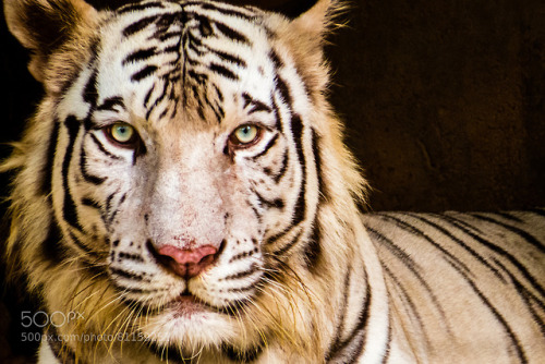 The Bengal White Tiger by sudanthavictoria