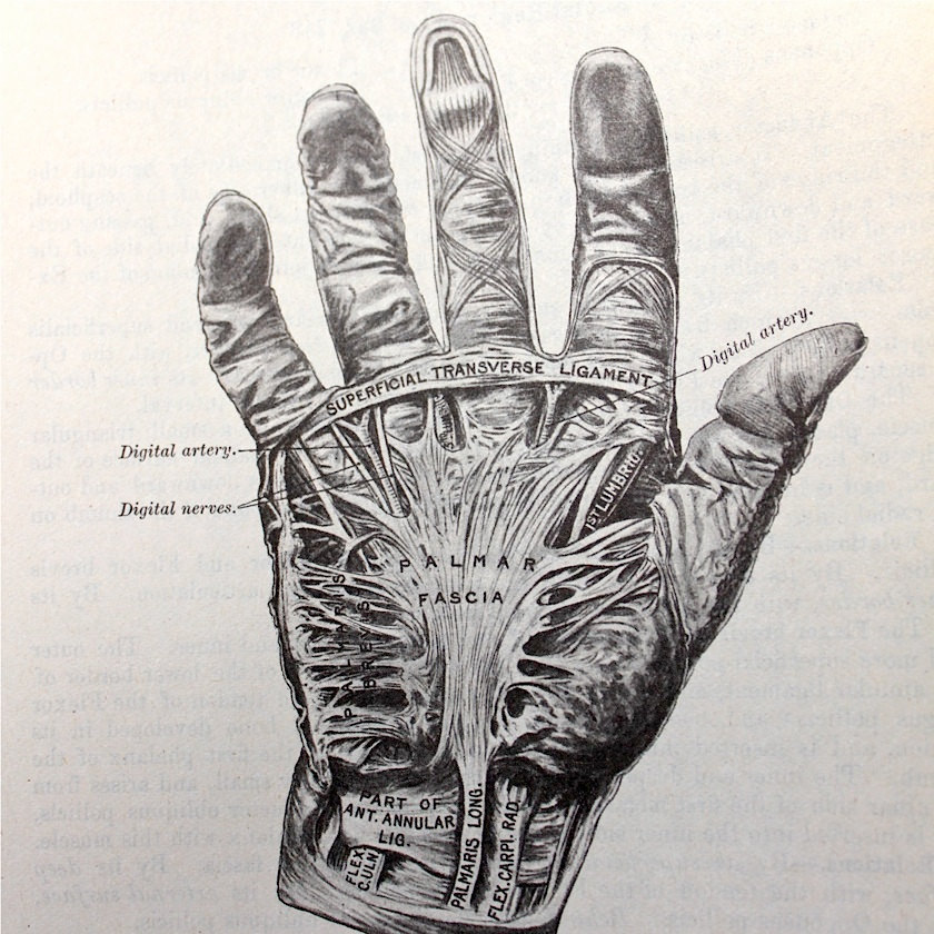 Illustrations from Gray&rsquo;s Anatomy