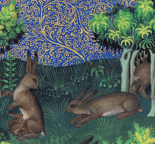 discardingimages:haresGaston Phoebus, Le Livre de la chasse, Paris ca. 1407NY, Morgan, MS M. 1044, f