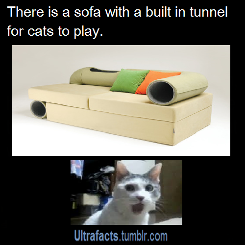 ultrafacts:  pizzaismylifepizzaisking:  ultrafacts:  Source For more facts follow