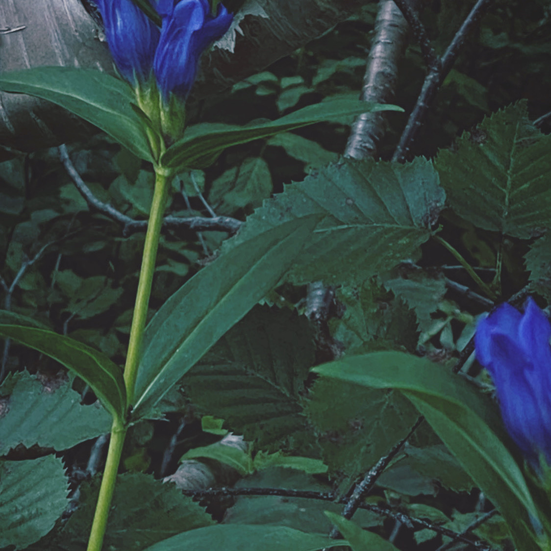 青木紅愛 Explore Tumblr Posts And Blogs Tumgir 青木紅愛 Explore Tumblr Posts And Blogs Tumgir
