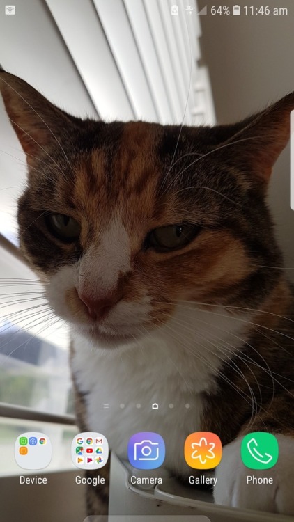 Maddie reluctantly allowing her photo to be taken.(submitted by @catlogicdefiesall)