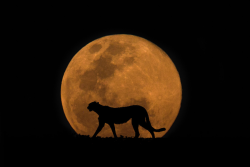 oecologia:  “Wildlife and the Moon”