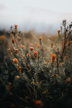 j-k-i-ng:  “Wildflowers At Sunset“ by | Leire Unzueta 