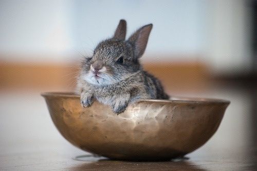 ulibeanz:im extremely cute but im MAD!!! AND FULL OF HELLFIRE ONLY REVOLUTION WILL