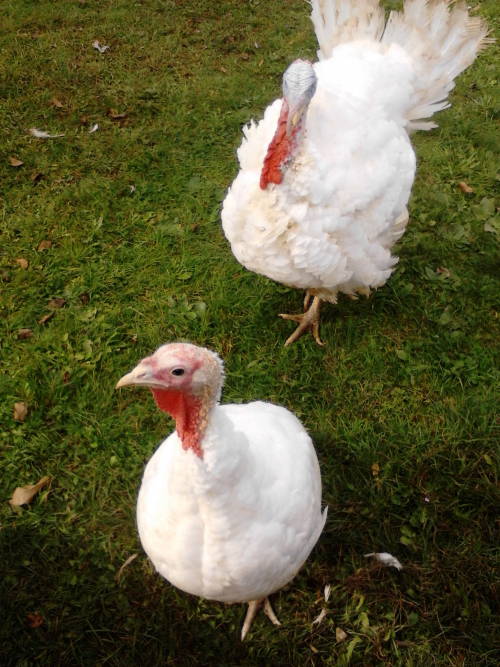 Turkey..female And Cuple.... Kind A Surprized....
