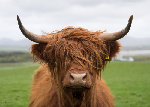 scotianostra:Islay Cow II by Cubic PhotographyVia Flickr:A portrait of a long-haired horned cow o