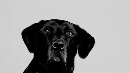 Marauders Era → Sirius Black