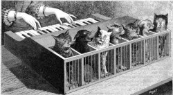 coolthingoftheday:The cat piano is a historical
