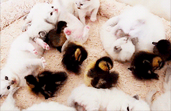 Baby Animal Posts