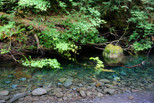 bright-witch: ◈ Olympic Peninsula photography by Michelle N.W. ◈ ◈ Print Shop ◈ Blog ◈ Flickr ◈ ◈ Pl