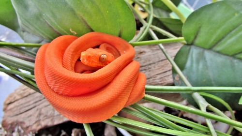 cornysnake:Aphrodite - amazon tree boa (Corallus hortulanus)This kid is just incredible! She finally