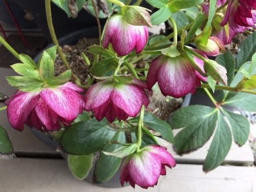 5-and-a-half-acres:Various hellebores.