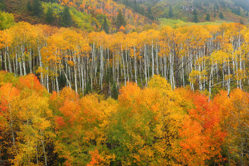 nubbsgalore:  photos by nate zeman
