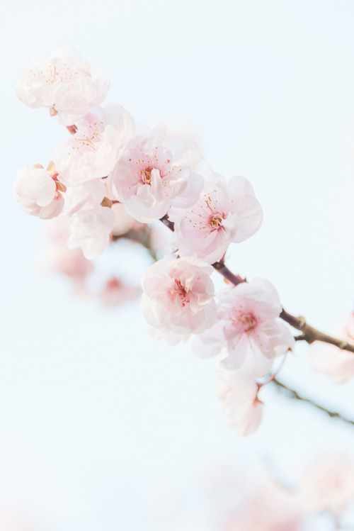 floralls:    Cherry Blossoms by   Elizabeth  