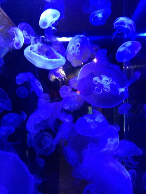 i went to an aquarium today