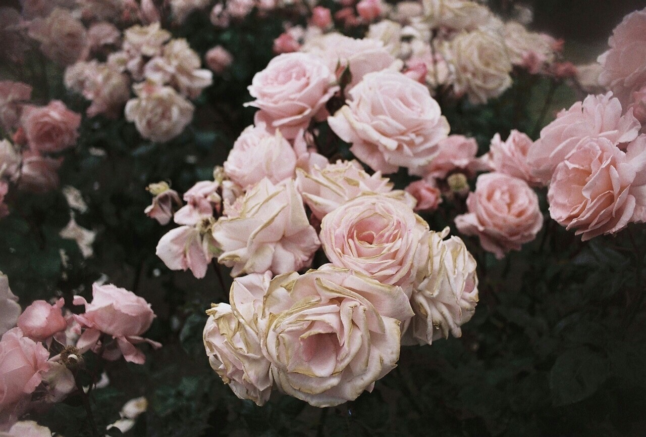 Sitting in an English Garden Waiting For The Sun.