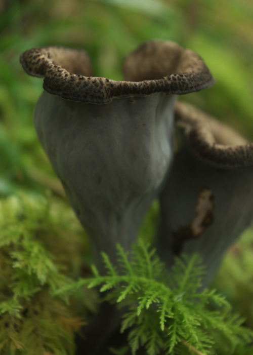 Horn of plenty - Craterellus cornucopioides from last September.