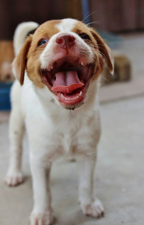 awesome-picz:The Happiest Dogs Who Show The Best Smiles 