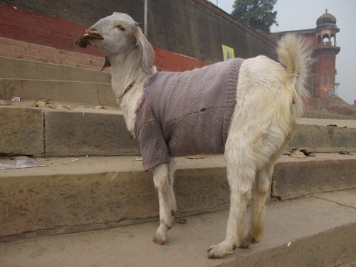 letshearitforthegoats: The Sweatered Goats of Varanasi