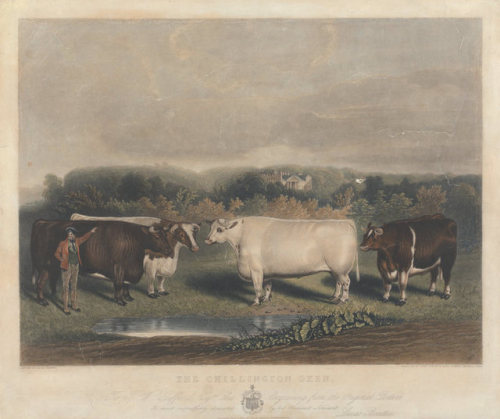 coeurdelhistoire:artekka:God bless 19th century livestock painters of absolute units.1. James Clark2