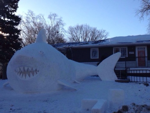 stunningpicture: My friend and his brothers made this huge snow shark!