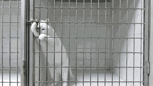 kittehkats:kitty escapereblogged from gatokitties