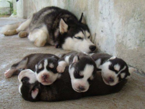 freshiejuice:  lotuslopez:  darkbluetile:  this post is my dream come true  babies with babies  i like that all the mama’s expressions are like “I DID IT! I MADE THESE FUZZY BURRITOS” 
