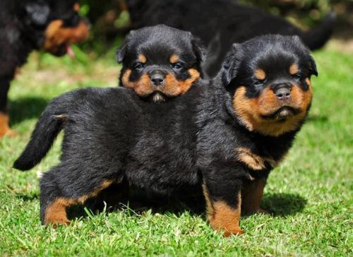 lolcuteanimals:Little tough guys.  Cute Rottweiler puppies.