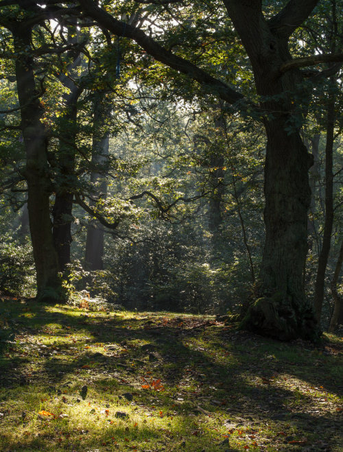 english-idylls:Swithland Wood, Leicestershire, England by Phil McIver.