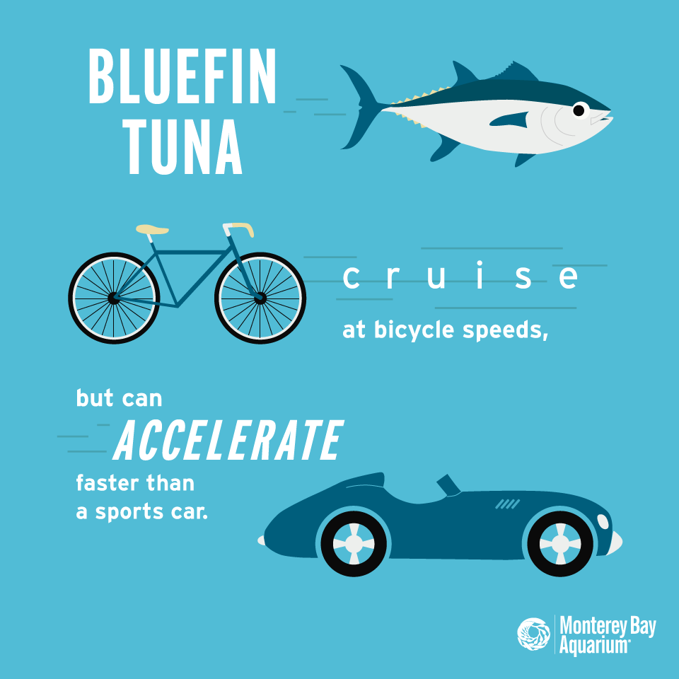 Warp speed, engage! Bluefin tuna can fold their fins against their bodies to reduce drag and accelerate faster than a sports car!