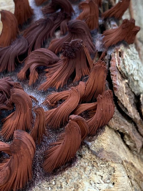 typhlonectes: Chocolate tube slime, Stemonitis sp., a species of plasmodial slime mold, growing on a