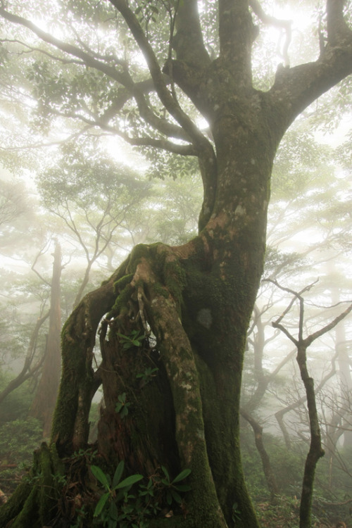 rorschachx:Misty forest in Mt. Tachu on Yakushima Island, Japan | image by Takeshi Sugimot