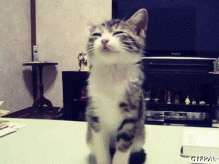 quotes-and-gifs:  feeling sad? look at this baby animal blog!  This is me when people
