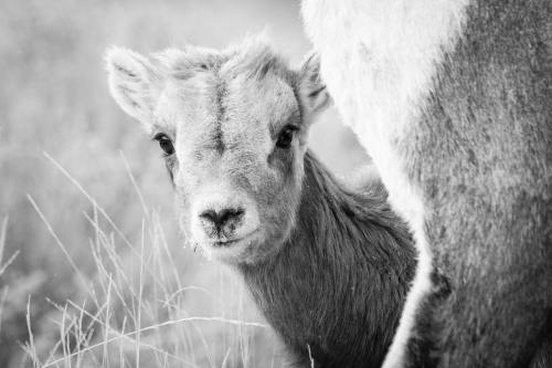 Bighorn sheep at the National Elk Refuge, Wyoming. November, 2020.