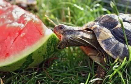 beautifuldisaster1121:  I am a turtle. 
