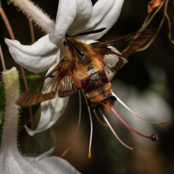 wernergvt: Hummingbird Moth