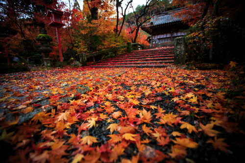 Autumn leaves viewing (Kôyô) at Shinshōgokuraku-ji, Imakumano Kannonji and Kuwayama Shrine, by Prado