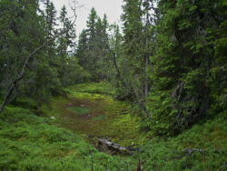 90377:   Sonfjället, east side in the mist by Mad Elg  