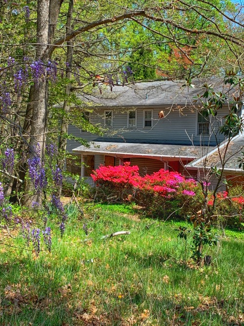 Wisteria and Azaleas, Abandoned House, Fairfax County, 2020. The house is slated for demolition to a