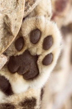 denim-and-chocolate:  Talk to the Paw ..