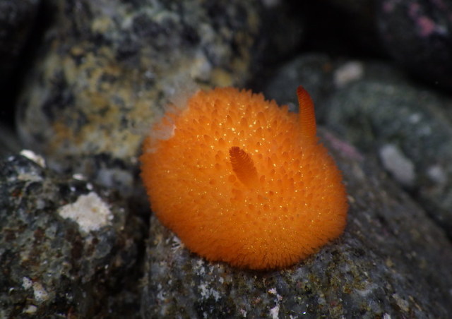 scolidae:absolutely obsessed with the orange-peel doris, its so friend shaped although
