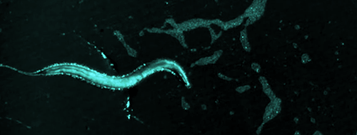 ucresearch:   Scientists control brain cells with ultrasound It may sound like science fiction, but researchers at the Salk Institute and UC San Diego may have found a way to control the billions of neurons in our brain using ultrasound.  Through this