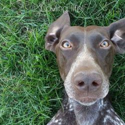 dogrepublic:  EDITOR’S PICK!! Coco the German Shorthaired Pointer by Anne Kiraly-Alvarez: http://ift.tt/1hV1KZ6. 🐾 Coco is our Brown-Eyed Gal…our sweet-as-candy friend…our adorable pal! 😍😘 #germanshorthairedpointer #germanshorthairedpointers