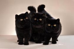 purebred-cats:Incredible trio!© Photo by Amy Works